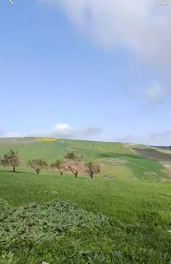 TERRAIN A VENDRE A TEBOURSOUK - Photo 1