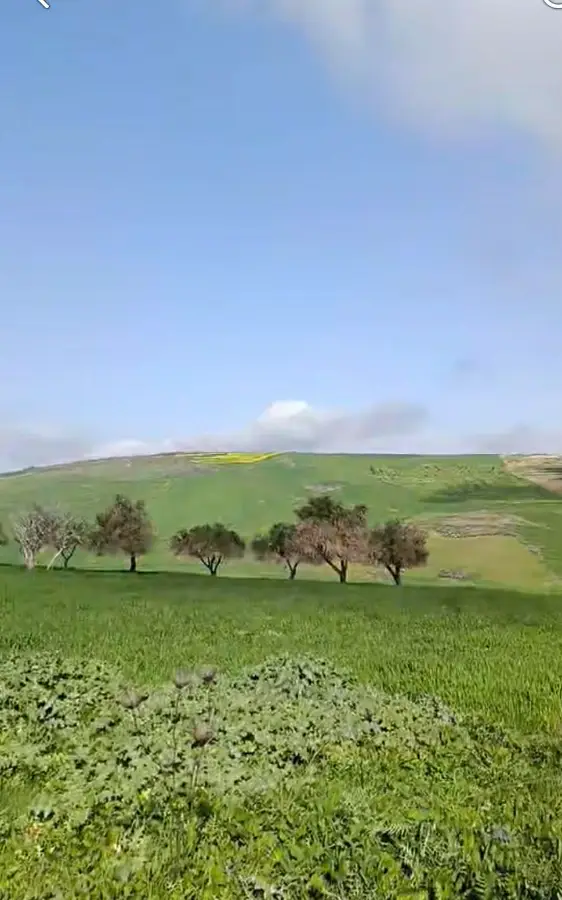 TERRAIN A VENDRE A TEBOURSOUK - Photo 2