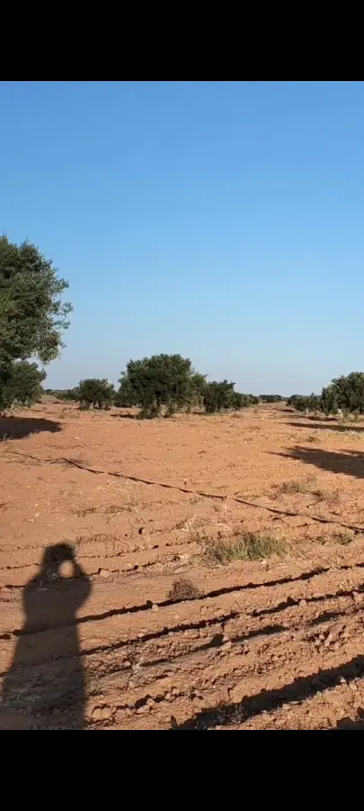 للبيع أرض فلاحية صفاقس 19 هكتار زيتون شملالي  كبير و مثمر  - Photo 3