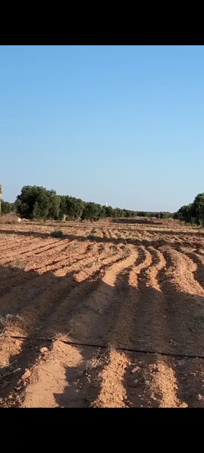 للبيع أرض فلاحية صفاقس 19 هكتار زيتون شملالي  كبير و مثمر  - Photo 2