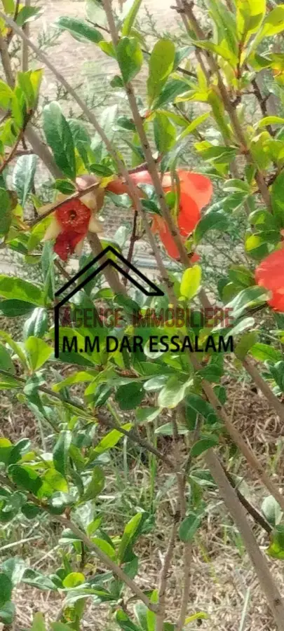 terrain agricole à dar allouche - Photo 5