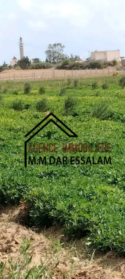 terrain agricole à dar allouche - Photo 6