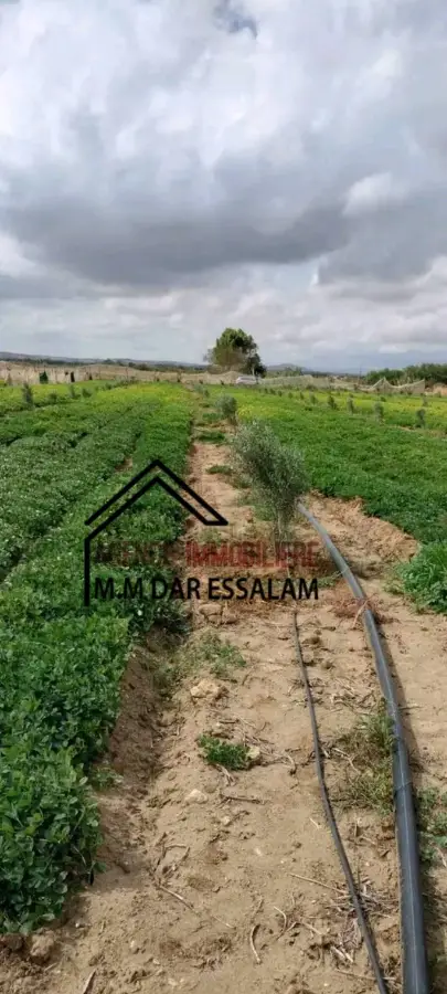 terrain agricole à dar allouche - Photo 7