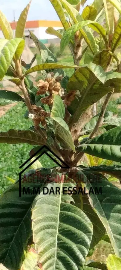 terrain agricole à dar allouche - Photo 8