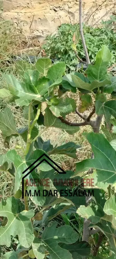 terrain agricole à dar allouche - Photo 10