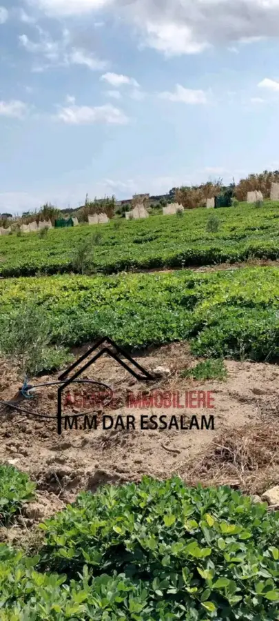 terrain agricole à dar allouche - Photo 11