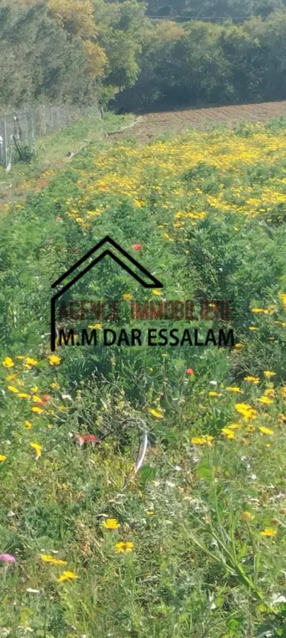 terrain agricole à dar allouche - Photo 6