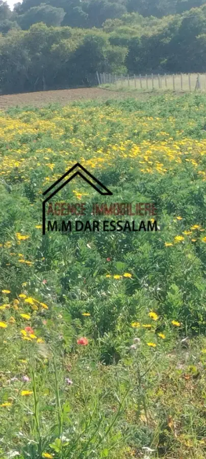 terrain agricole à dar allouche - Photo 7