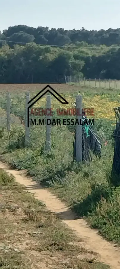 terrain agricole à dar allouche - Photo 8