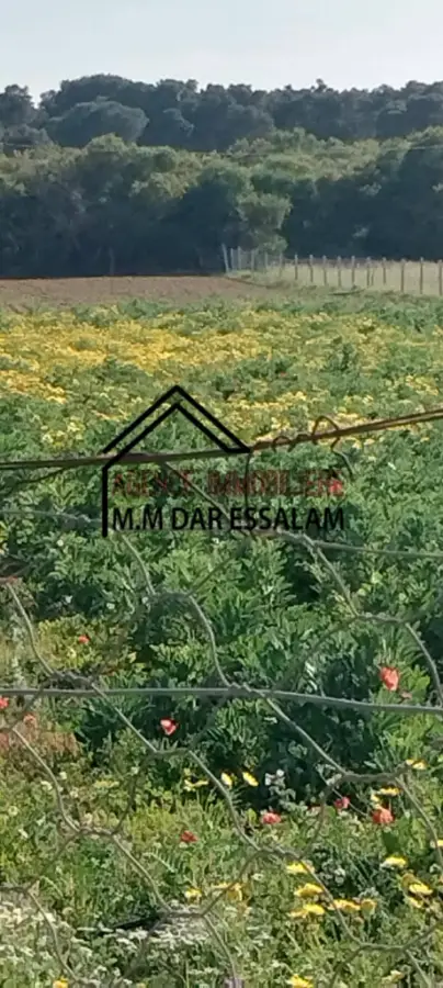 terrain agricole à dar allouche - Photo 9