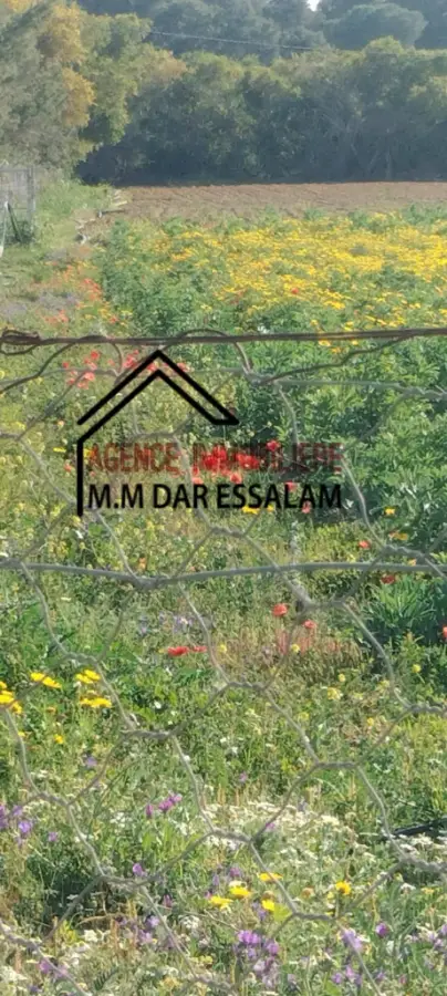 terrain agricole à dar allouche - Photo 10