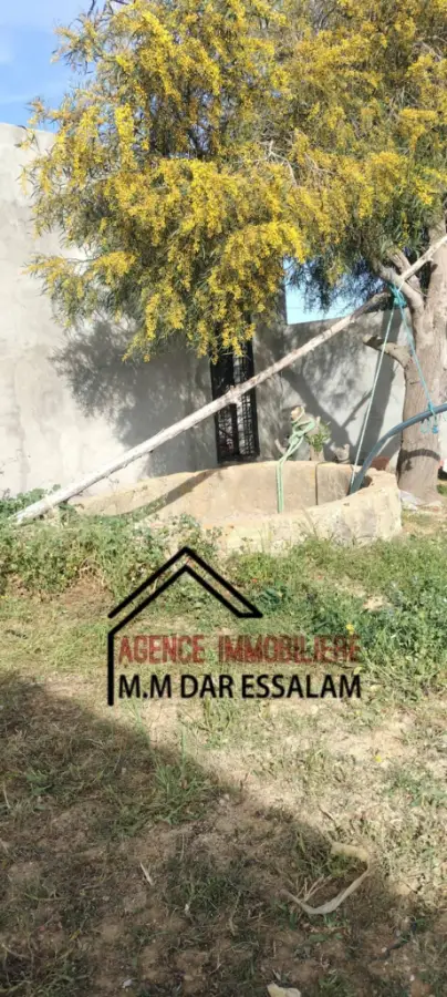 terrain agricole à dar allouche - Photo 4