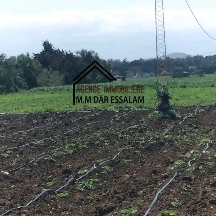 terrain agricole près de dar allouche - Photo 3