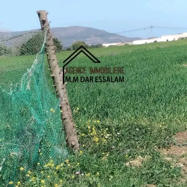 terrain agricole près de dar allouche - Photo 5