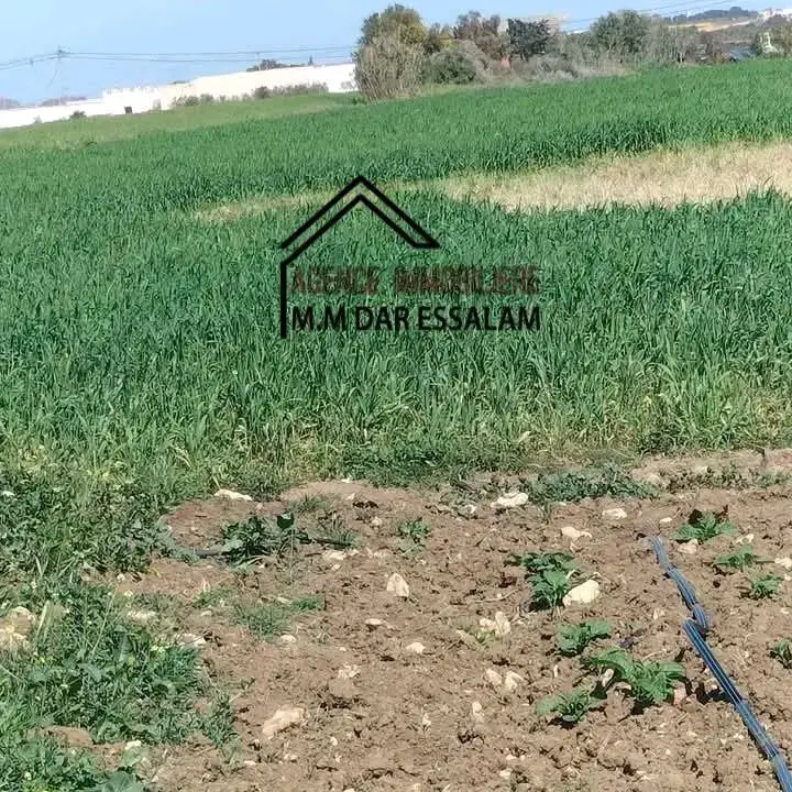 terrain agricole près de dar allouche - Photo 6