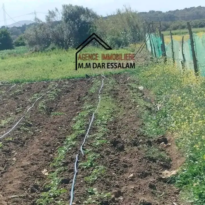 terrain agricole près de dar allouche - Photo 7