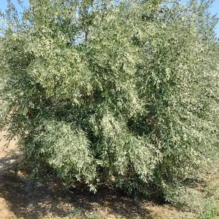 terrain agricole contenant plusieurs arbres  - Photo 2