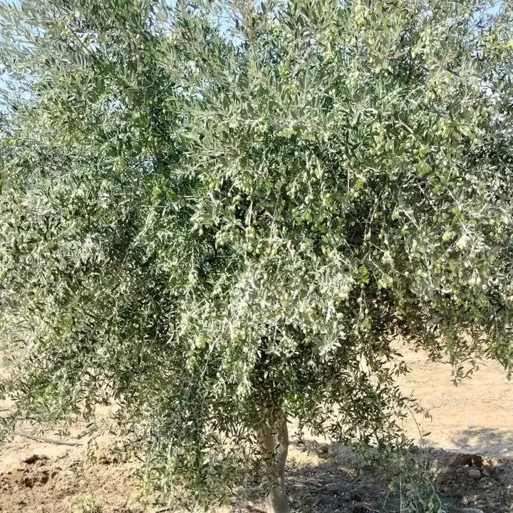terrain agricole contenant plusieurs arbres  - Photo 3
