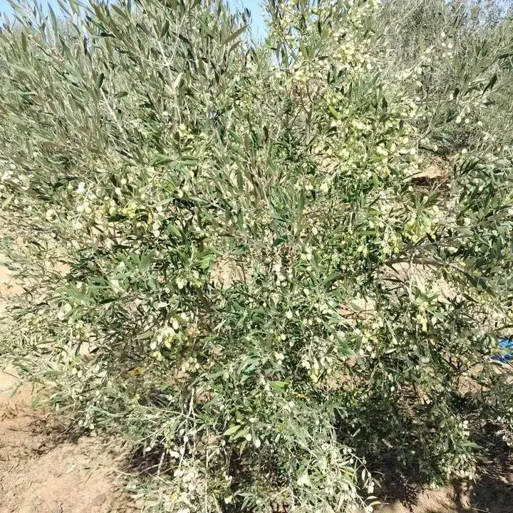 terrain agricole contenant plusieurs arbres  - Photo 4