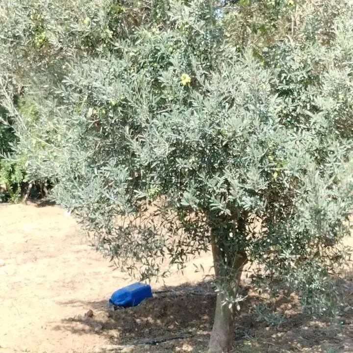 terrain agricole contenant plusieurs arbres  - Photo 5