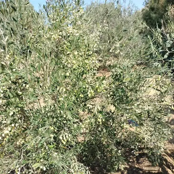 terrain agricole contenant plusieurs arbres  - Photo 6