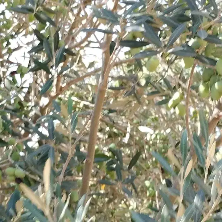 terrain agricole contenant plusieurs arbres  - Photo 7