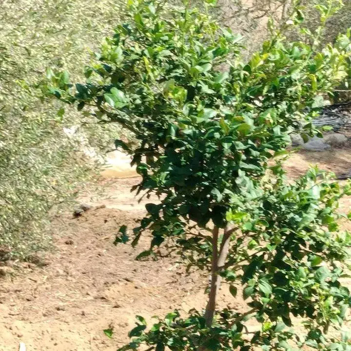 terrain agricole contenant plusieurs arbres  - Photo 8