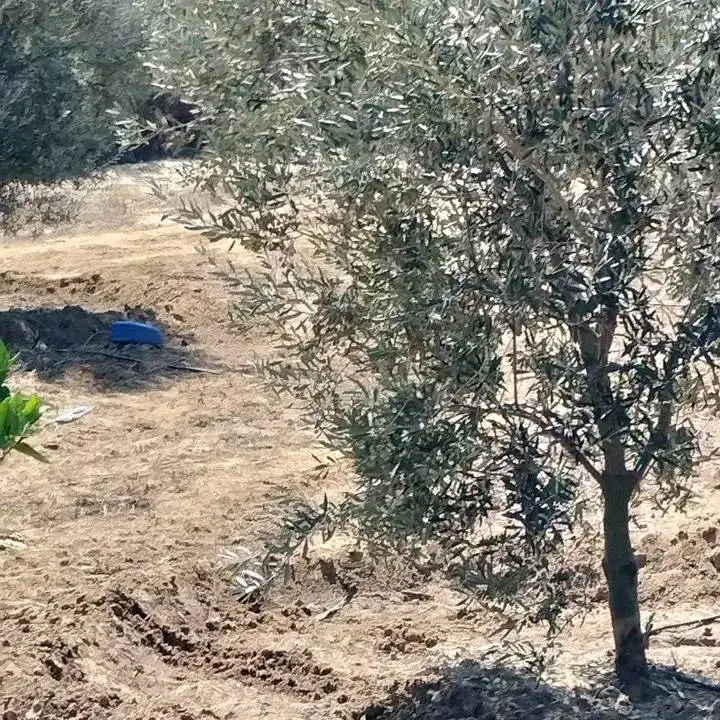 terrain agricole contenant plusieurs arbres  - Photo 9