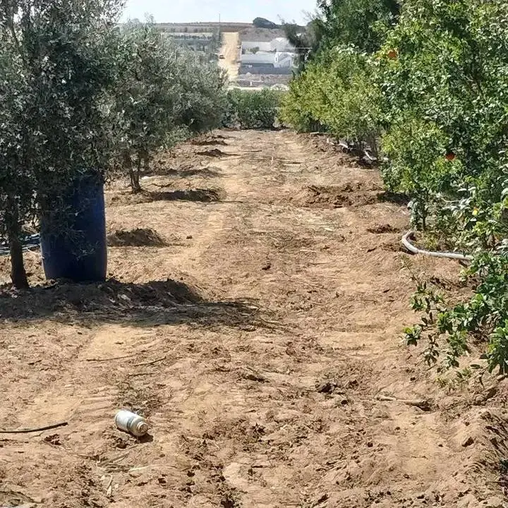 terrain agricole contenant plusieurs arbres  - Photo 10