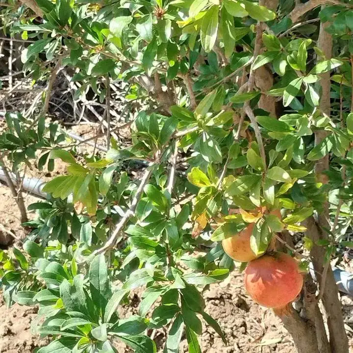 terrain agricole contenant plusieurs arbres  - Photo 11