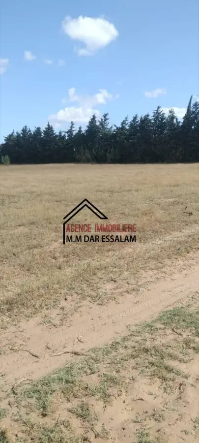 terrain agricole près de la route principal - Photo 2