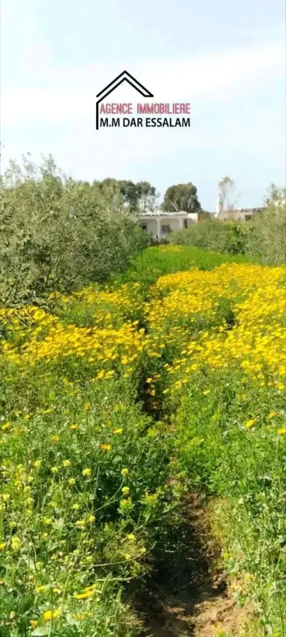 terrain agricole contenant une villa - Photo 6
