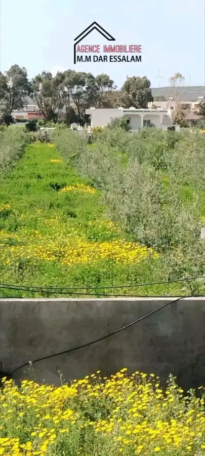 terrain agricole contenant une villa - Photo 8