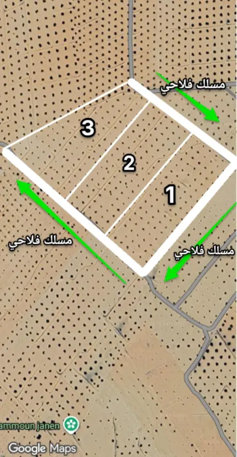 للبيع 19 هكتار ب 326 زيتونة شملالي كبير مغروس على 24 متر  - Photo 2