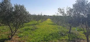 Terrain agricole 1200 m² à vendre à Borj El Amri avec 50 arbres (amandiers et oliviers) à Manouba