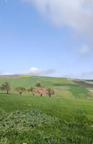 TERRAIN A VENDRE A TEBOURSOUK à Beja
