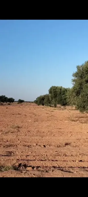 للبيع أرض فلاحية صفاقس 19 هكتار زيتون شملالي  كبير و مثمر  à Sfax