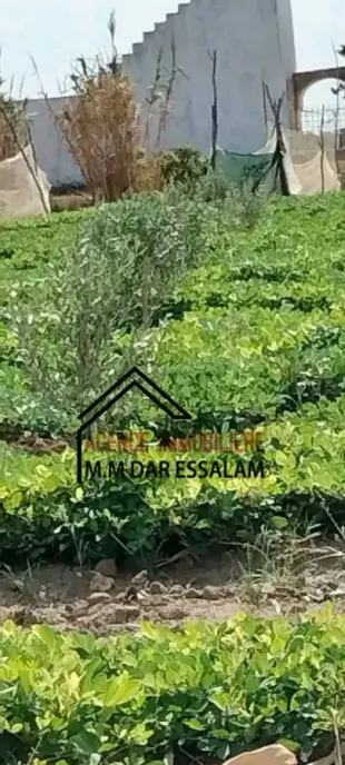 terrain agricole à dar allouche