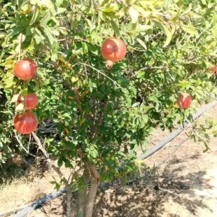 terrain agricole contenant plusieurs arbres 